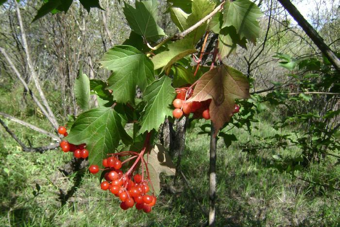 这种植物名叫马尿烧,名字不好听但对老人很有益,不要错过了!