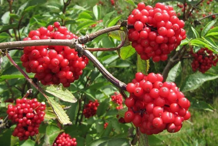 这种植物名叫马尿烧,名字不好听但对老人很有益,不要错过了!