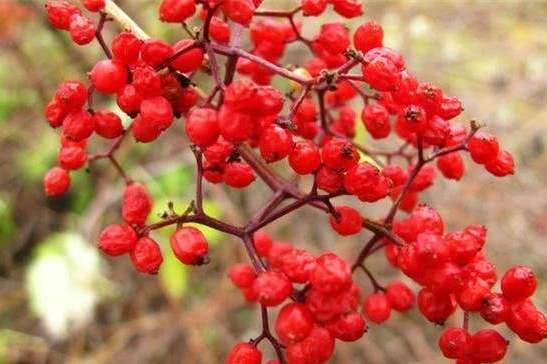 这种植物名叫马尿烧,名字不好听但对老人很有益,不要错过了!