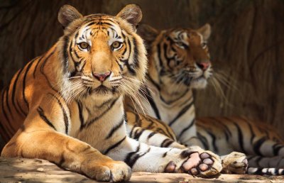 ​实验证明，老虎在非洲草原克服生存挑战后，连狮子都要让出王位