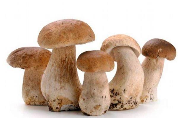 什么是草菇呢 草菇应该怎么吃呢 什么是草菇呢 草菇应该怎么吃呢