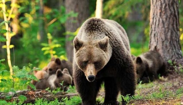 冬眠的动物有哪些，冬眠的动物有哪些图片？图3