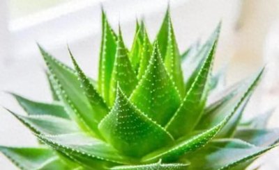 ​5种植物夜间释放氧气，净化空气环境，卧室也能养