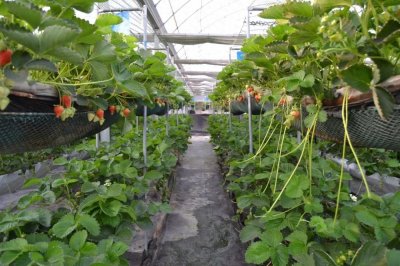 ​生态农庄到底如何规划?