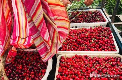 ​堪比进口车厘子的美早大樱桃，你知道是怎么来的吗？