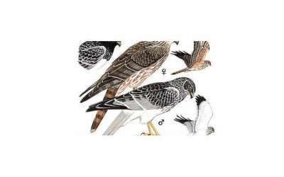 ​今晚月色很美最佳答复