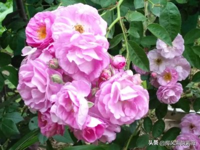 ​儿童诗《童年》