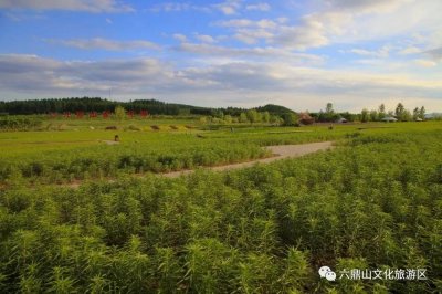 ​【景区资讯】节源开流 美化景区 六鼎山文化旅游区种一片花 成一处景