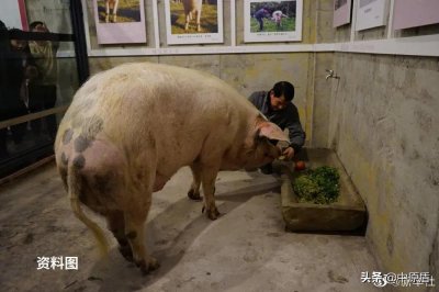 ​“猪坚强”离世