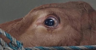 ​屠宰牛时牛会流眼泪吗？ 动物也会“悲伤”吗？