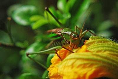 ​秋风起，话鸣虫——蝈蝈之日常喂养