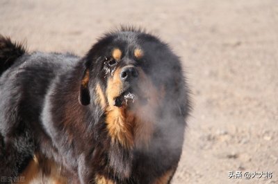 ​蒙古獒和藏獒其实是一种狗