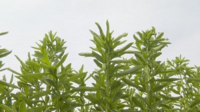 ​新疆阜康：1500亩甜叶菊出口德国