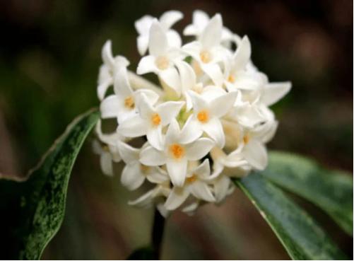 百花名称图(春有百花盘点常见的67种)(13)