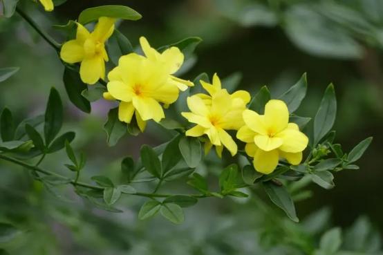 百花名称图(春有百花盘点常见的67种)(11)