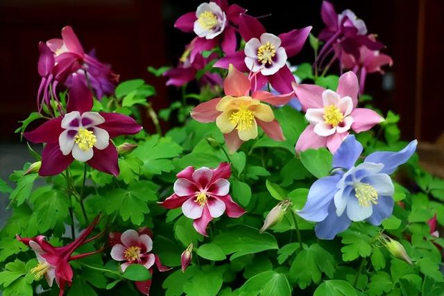 百花名称图(春有百花盘点常见的67种)(60)