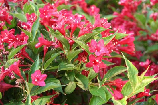 百花名称图(春有百花盘点常见的67种)(27)