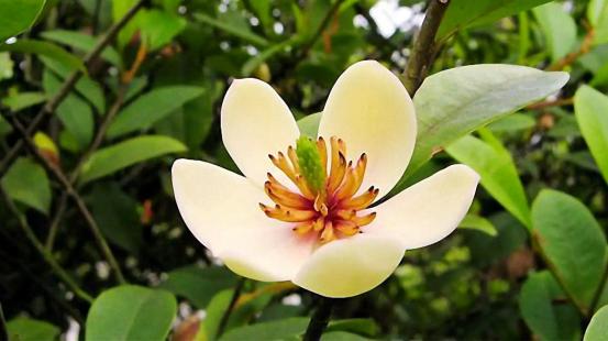 百花名称图(春有百花盘点常见的67种)(23)