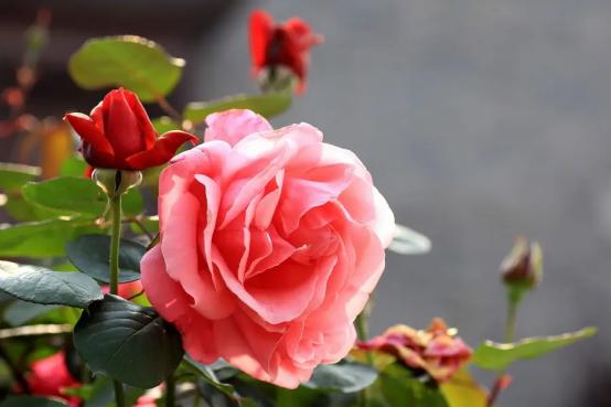 百花名称图(春有百花盘点常见的67种)(69)