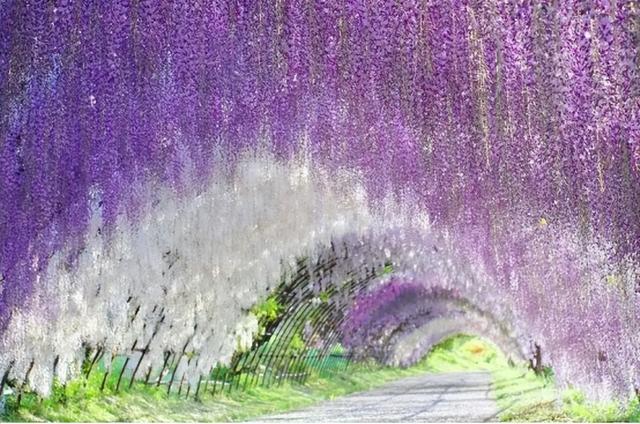 百花名称图(春有百花盘点常见的67种)(51)