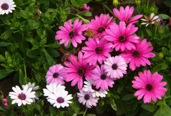 百花名称图(春有百花盘点常见的67种)(52)