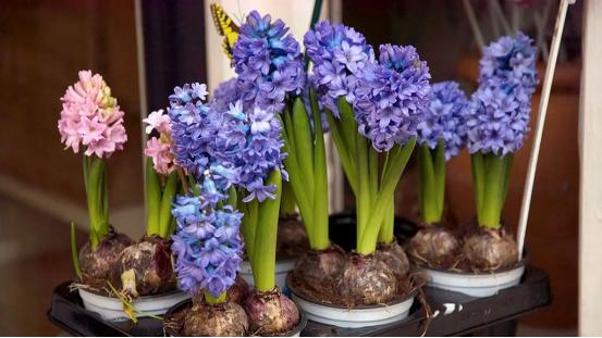 百花名称图(春有百花盘点常见的67种)(34)