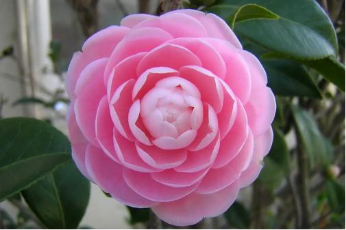 百花名称图(春有百花盘点常见的67种)(14)