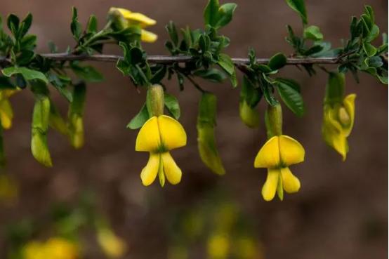百花名称图(春有百花盘点常见的67种)(29)