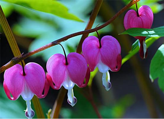 百花名称图(春有百花盘点常见的67种)(54)