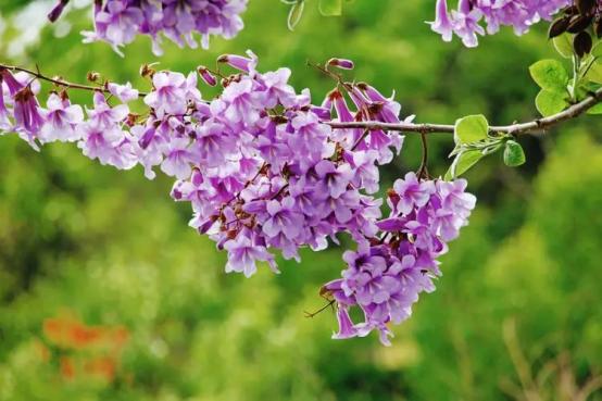 百花名称图(春有百花盘点常见的67种)(49)