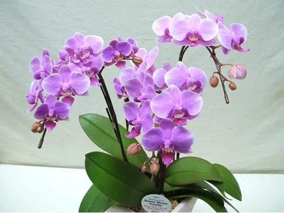 百花名称图(春有百花盘点常见的67种)(32)