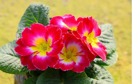 百花名称图(春有百花盘点常见的67种)(12)