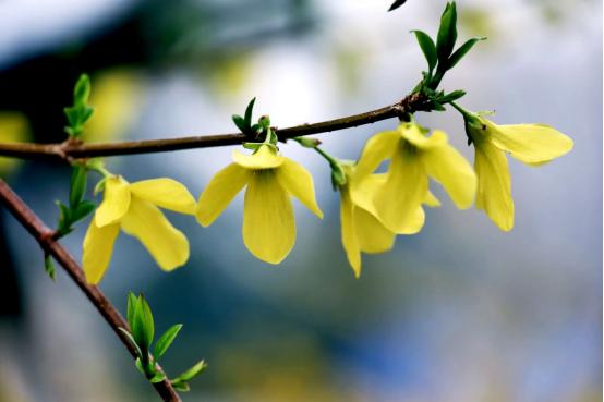 百花名称图(春有百花盘点常见的67种)(28)