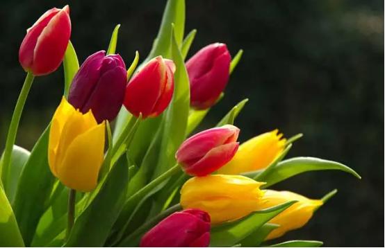 百花名称图(春有百花盘点常见的67种)(36)