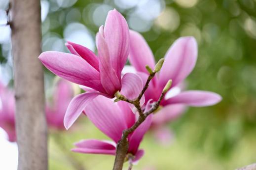 百花名称图(春有百花盘点常见的67种)(16)