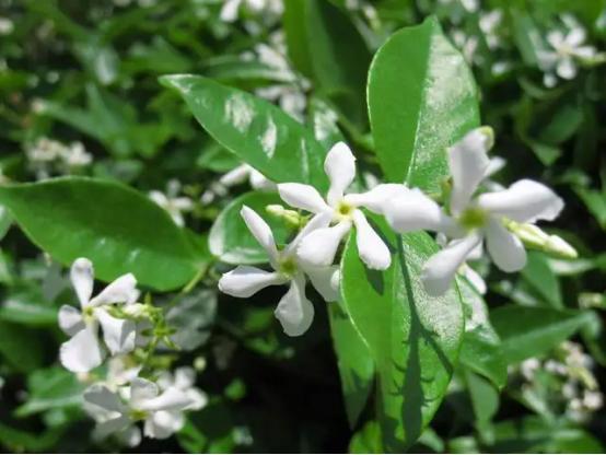 百花名称图(春有百花盘点常见的67种)(55)