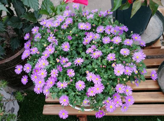 百花名称图(春有百花盘点常见的67种)(53)