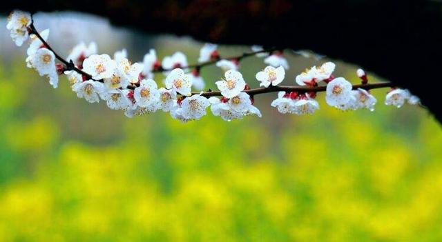 百花名称图(春有百花盘点常见的67种)(3)