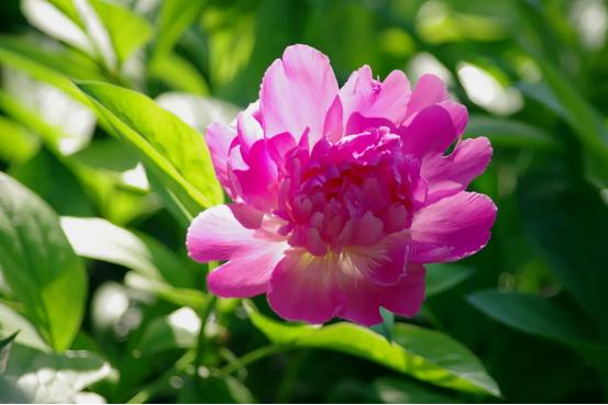 百花名称图(春有百花盘点常见的67种)(20)