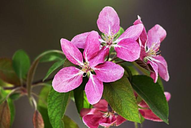 百花名称图(春有百花盘点常见的67种)(8)