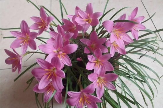 百花名称图(春有百花盘点常见的67种)(61)