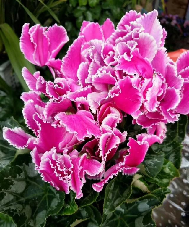 在冬天盛开的有什么花,冬天有花盛开的唯美短句图2