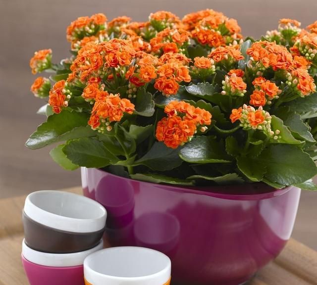 在冬天盛开的有什么花,冬天有花盛开的唯美短句图11