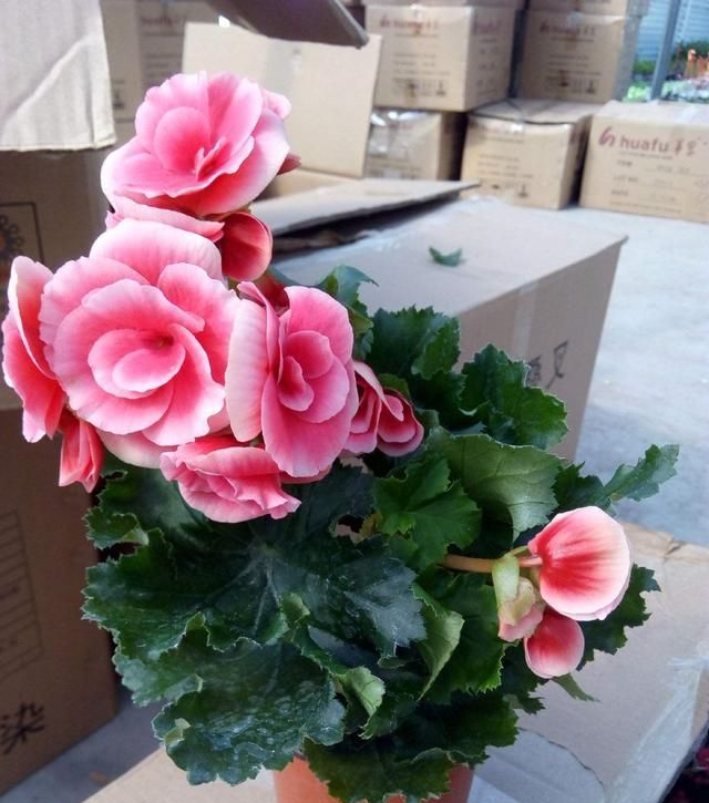 在冬天盛开的有什么花,冬天有花盛开的唯美短句图8