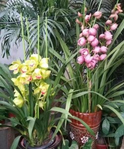 ​在冬天盛开的有什么花,冬天有花盛开的唯美短句