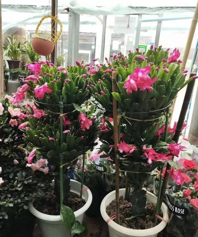 在冬天盛开的有什么花,冬天有花盛开的唯美短句图5