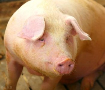 ​昌黎十年红葡萄酒业有限公司(宁夏红葡萄酒有限公司)