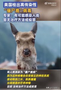 ​＂僵尸鹿＂病惊现黄石公园，人类感染风险引发科学界担忧