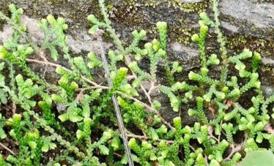 ​贴地生长却有一个霸气的名字——中华卷柏