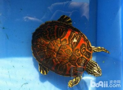 ​火焰龟该如何饲养？